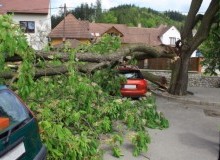 Kwikfynd Tree Cutting Services
wulgulmerangwest